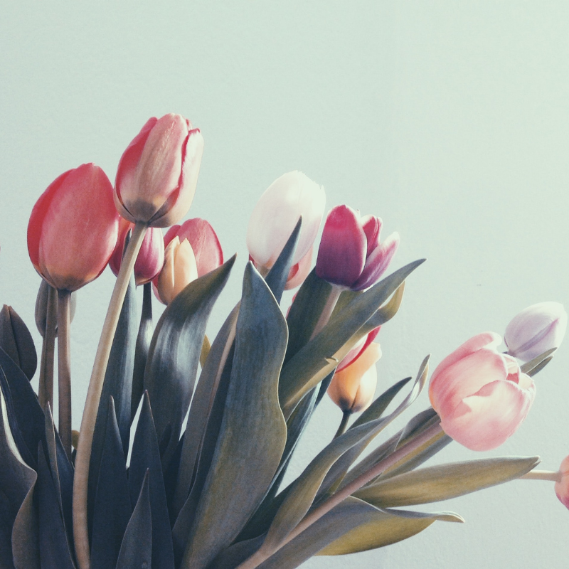 TulipCase nachhaltige Handyhüllen