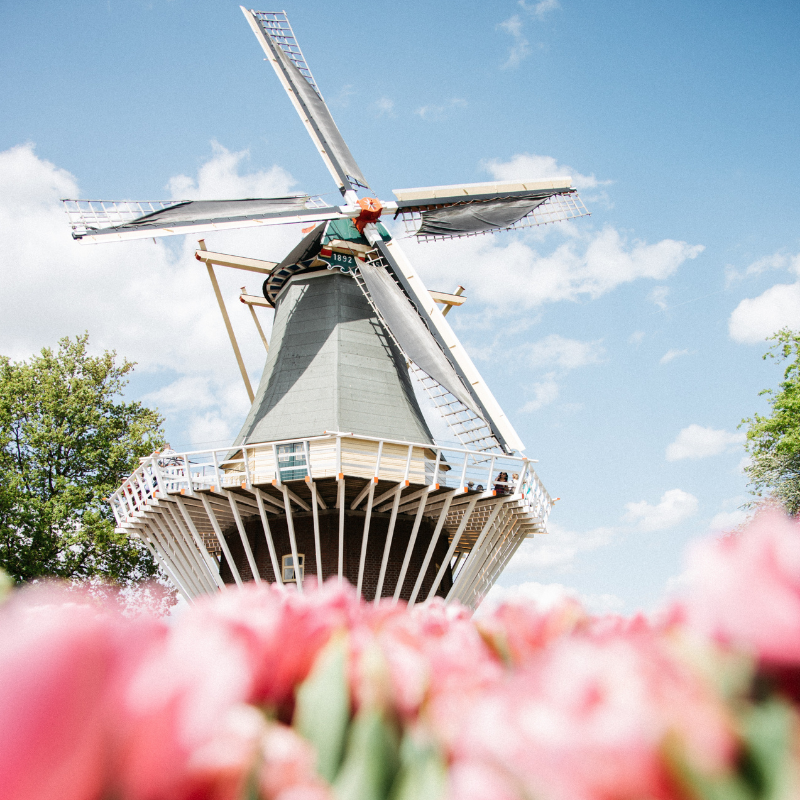 TulipCase nachhaltige Handyhüllen